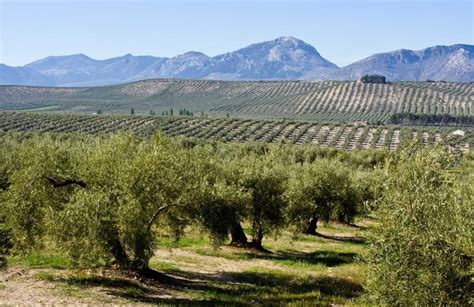 campo de olivas 2